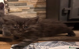 Maine Coon cats for sale: Maine coon x BSH babies - Image 1