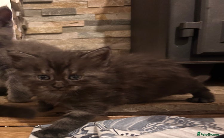 Maine Coon cats - Advert 1