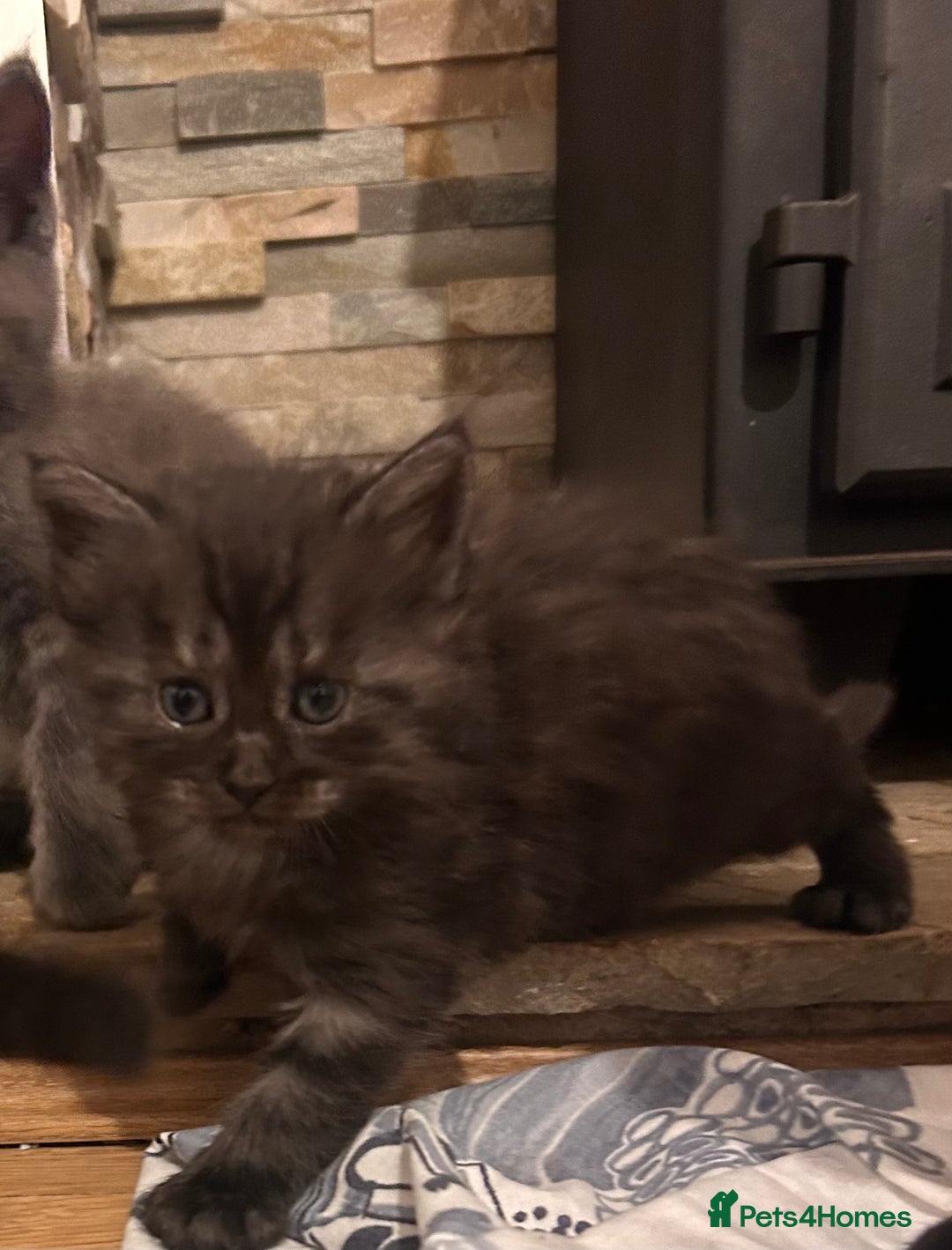 Maine Coon cats for sale: Maine coon x BSH babies - Image 1