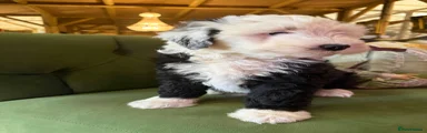 Sheepadoodle Puppy 3