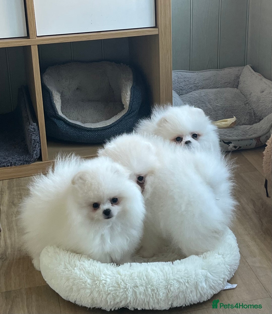 Pomeranian dogs for sale: Quality Pom puppies from Five Star Breeder  - Image 6