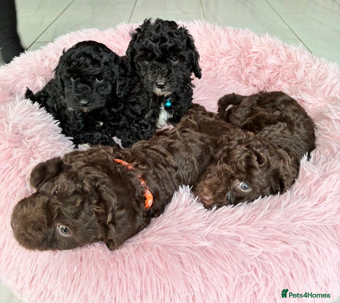 Cockapoo dogs for sale: Miniature cockapoos - Advert 1