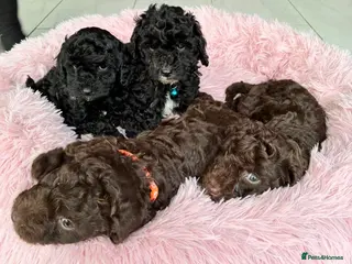 Cockapoo dogs Miniature cockapoos - Advert 7
