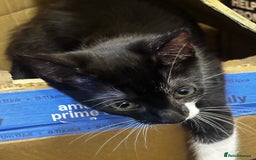 Mixed Breed cats for sale: Gorgeous Black + White Tuxedo 🇬🇧 Shorthair Mix - Image 3