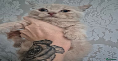 British Shorthair cats - Advert 10