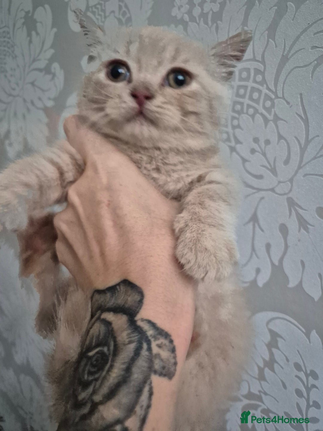 British Shorthair cats for sale: British shorthair kittens - Image 2
