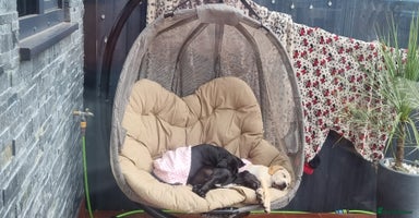 Mixed Breed dogs - Advert 3