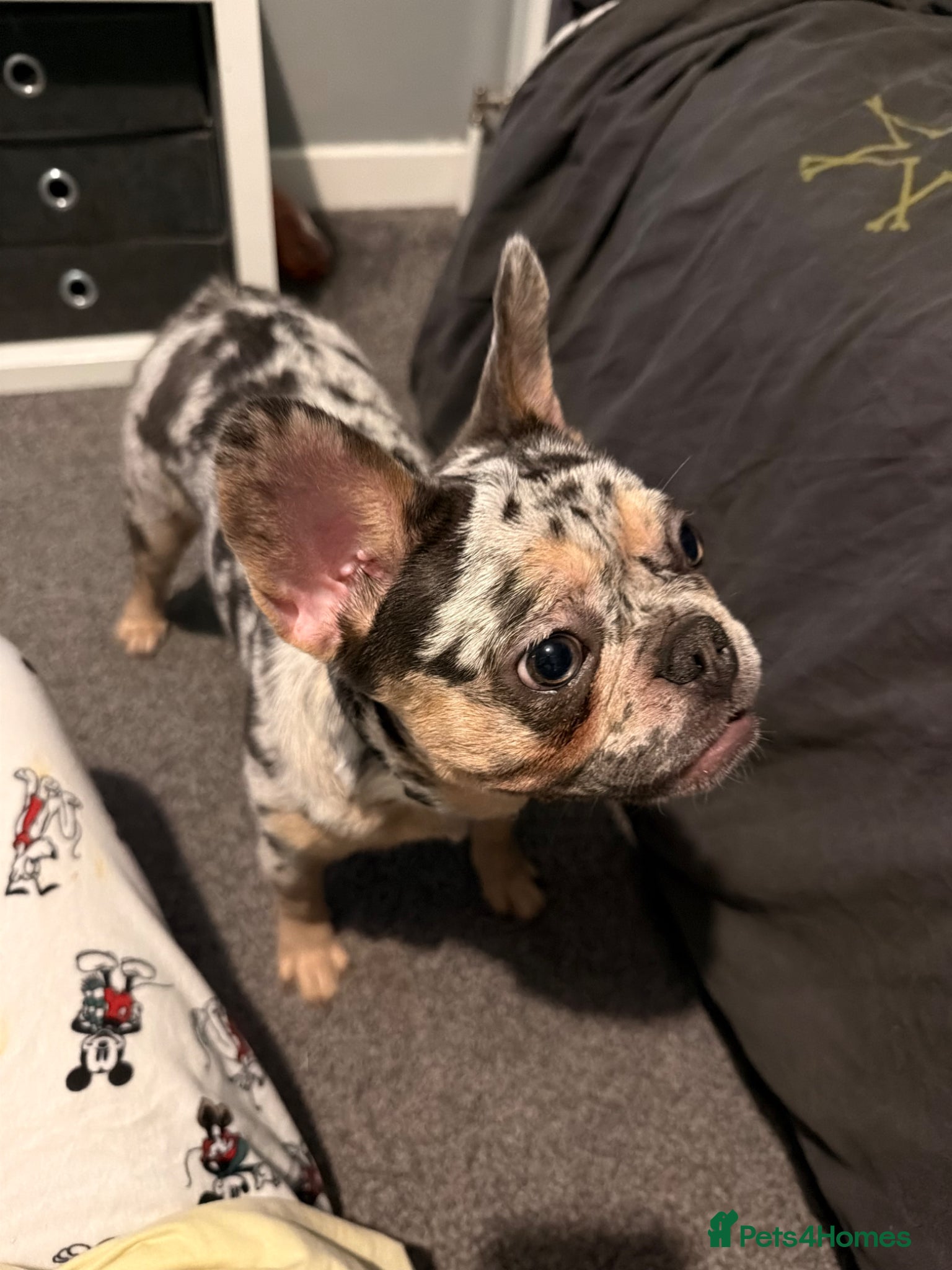 French Bulldog dogs Kc registered female Frenchie  - Advert 14