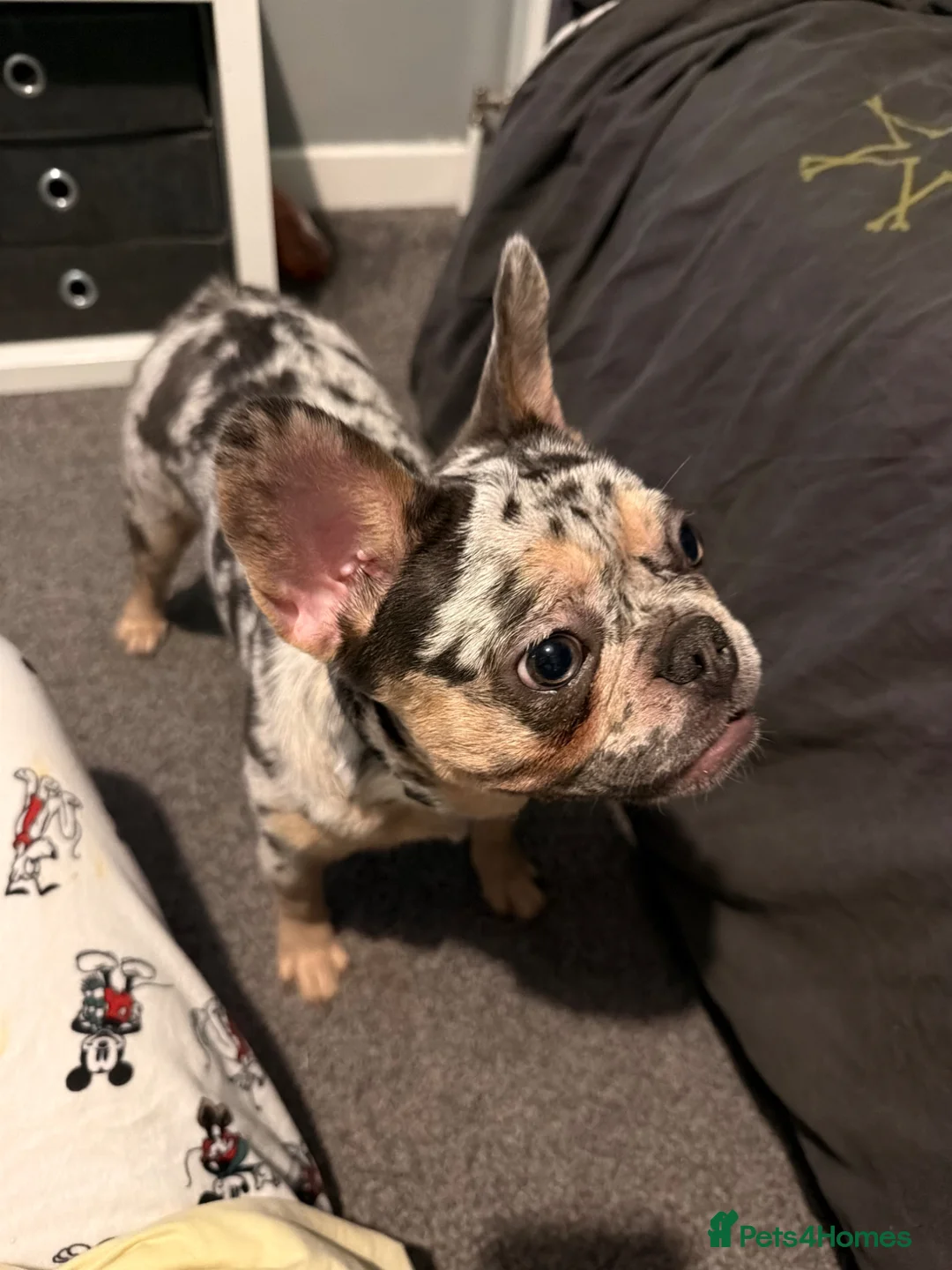 French Bulldog dogs for sale: Kc registered female Frenchie  - Advert 1