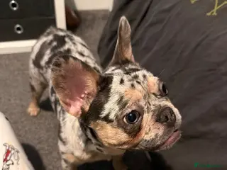 French Bulldog dogs Kc registered female Frenchie - Advert 1