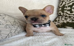 French Bulldog dogs for sale: Quality French Bulldog Puppies L4 carriers - Image 1