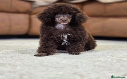 Toy Poodle dogs for sale: Gorgeous Tiny Toy Poodle Pups  - Image 14