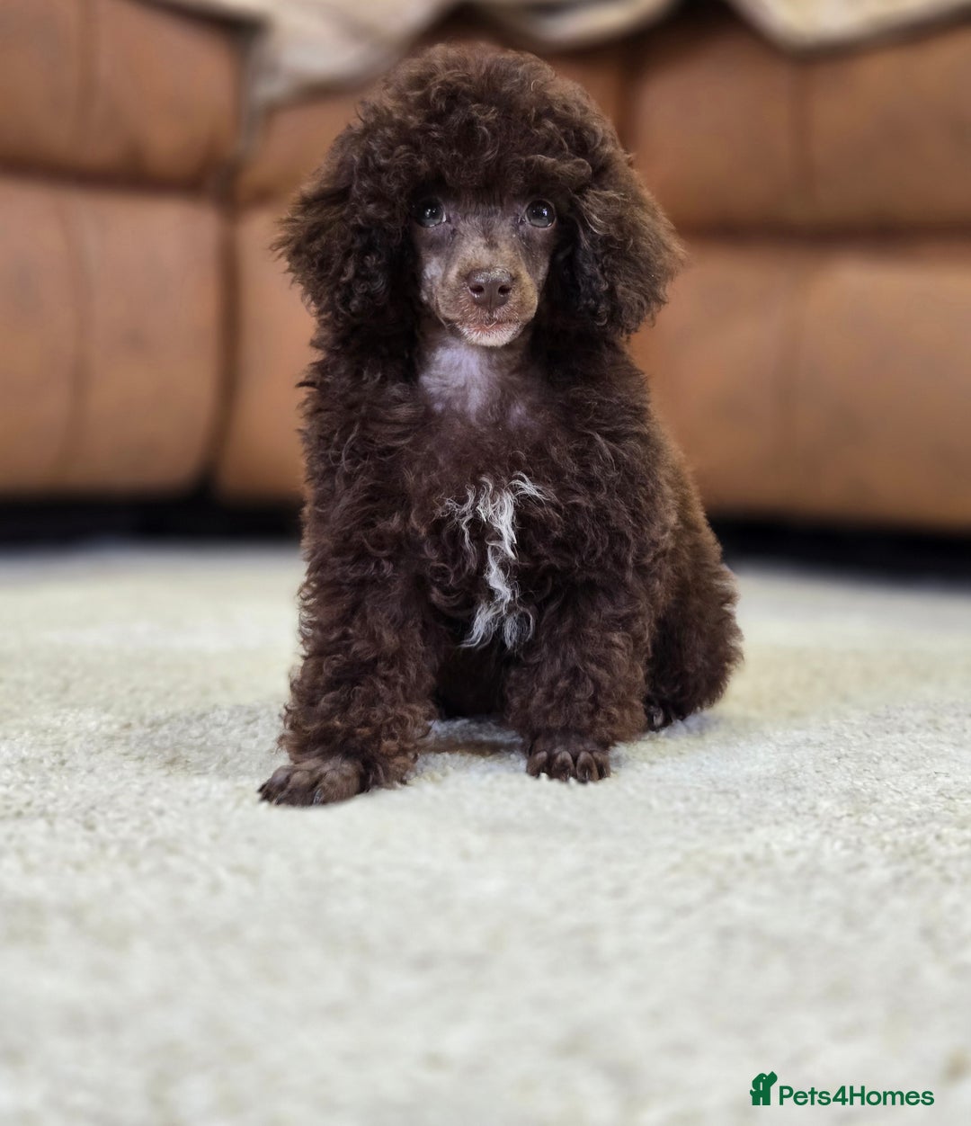 Toy Poodle dogs for sale: Gorgeous Tiny Toy Poodle Pups  - Image 14