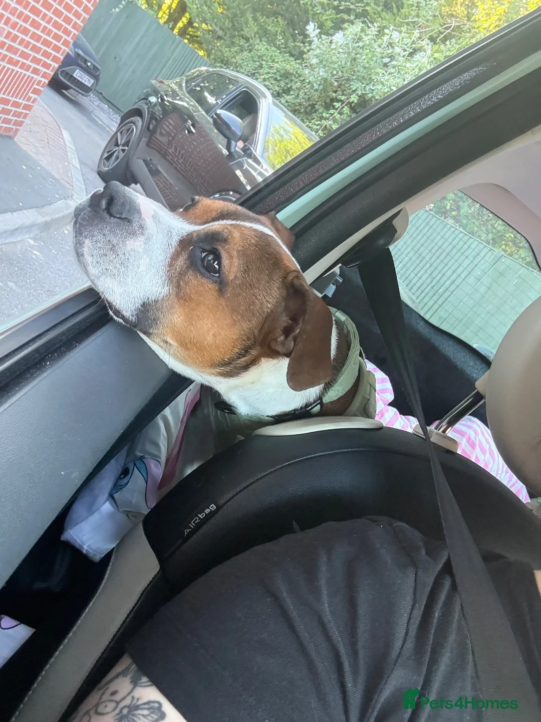 Staffordshire Bull Terrier dogs for sale: 8 month old staffy  in Romsey - Advert 18