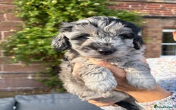 Cavapoo dogs for sale: 🌟HEALTH TESTED F1B CAVAPOO MERLE STUNNING PUPPIES - Image 26