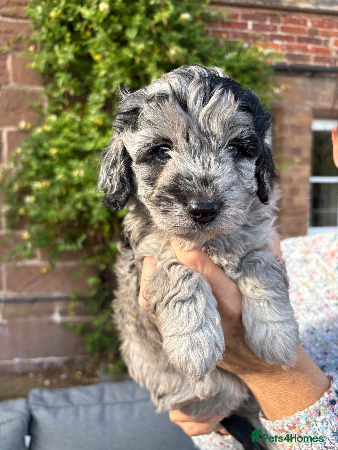 Cavapoo dogs for sale: 🌟HEALTH TESTED F1B CAVAPOO MERLE STUNNING PUPPIES - Image 26