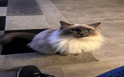 Ragdoll cats for sale: Full pedigree Ragdoll  - Image 7
