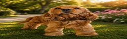 Cocker Spaniel dogs for stud: The One And Only Lorenzo  - Advert 3