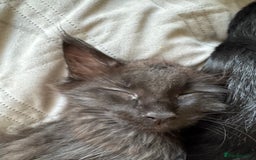 Maine Coon cats for sale: TICA registered large MaineCoon polydactyl kittens - Image 26