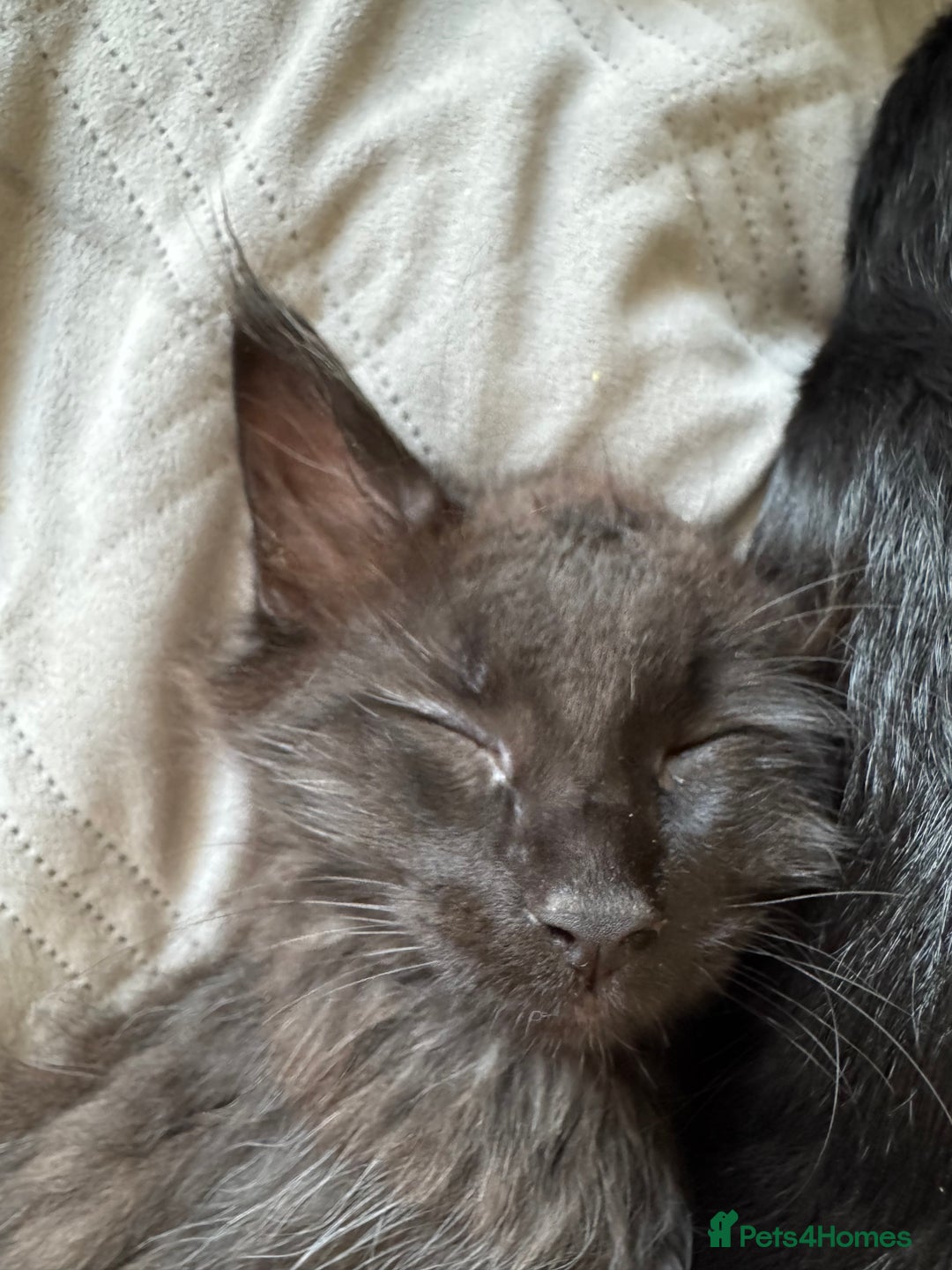Maine Coon cats for sale: TICA registered large MaineCoon polydactyl kittens - Image 26