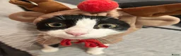 Mixed Breed cats for sale:  **   in Manchester - Advert 6