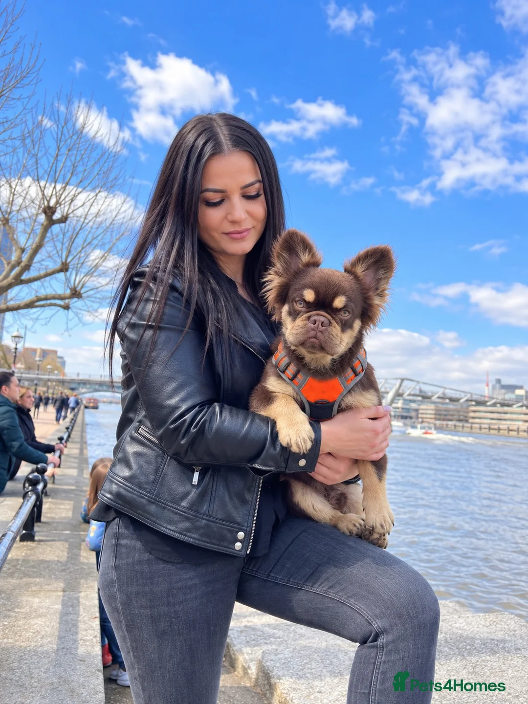 French Bulldog dogs for stud: Super Fluffy, Teddy Bear ! - Advert 2