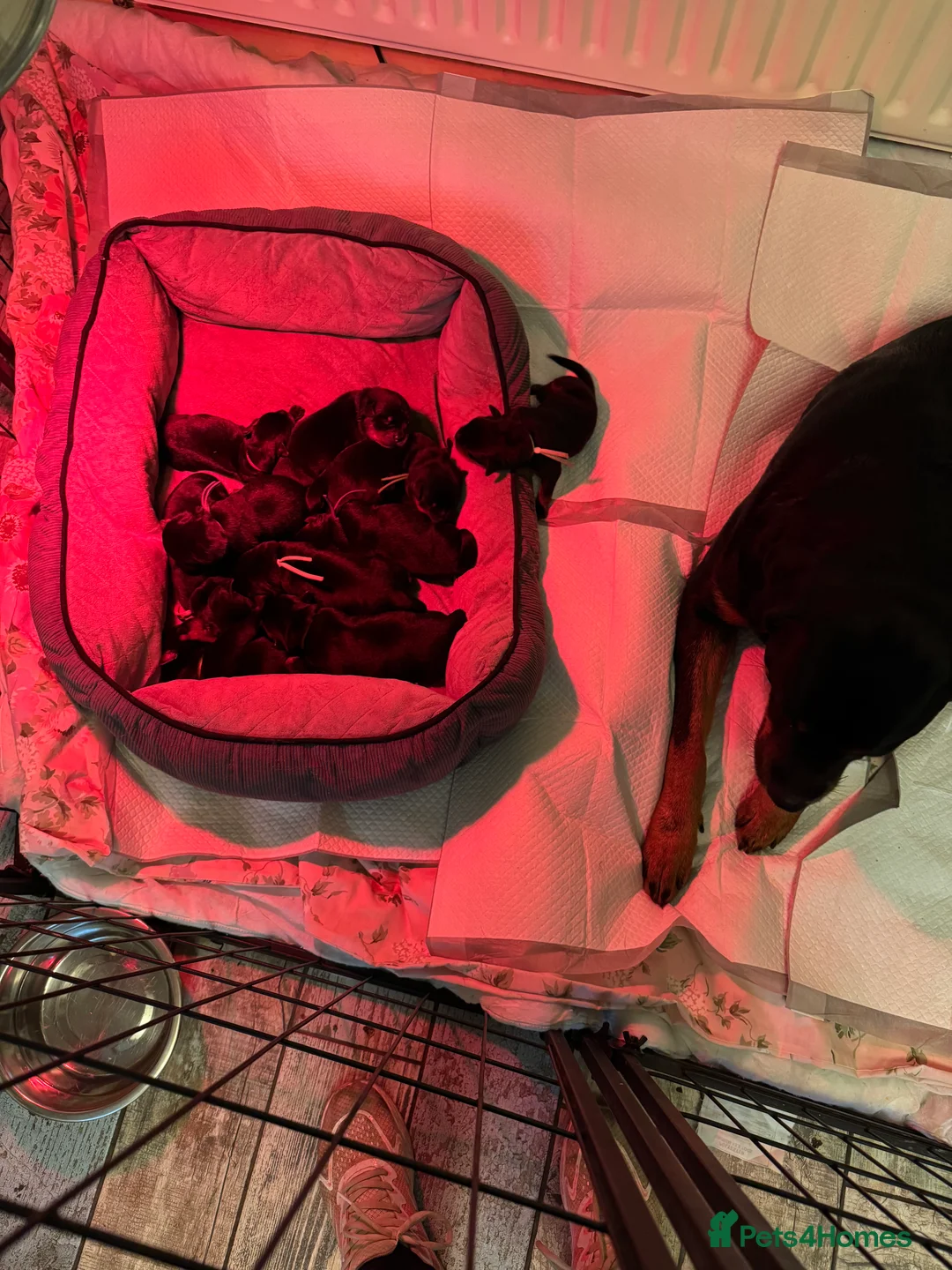 Rottweiler dogs for sale: Beautiful Rottweiler puppies for sale  - Advert 22