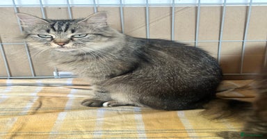 Mixed Breed cats - Advert 1