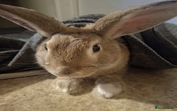 English rabbits for sale: Two male bonded rabbits - Image 3