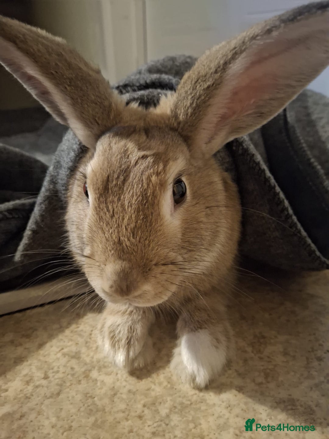 English rabbits for sale: Two male bonded rabbits - Image 3