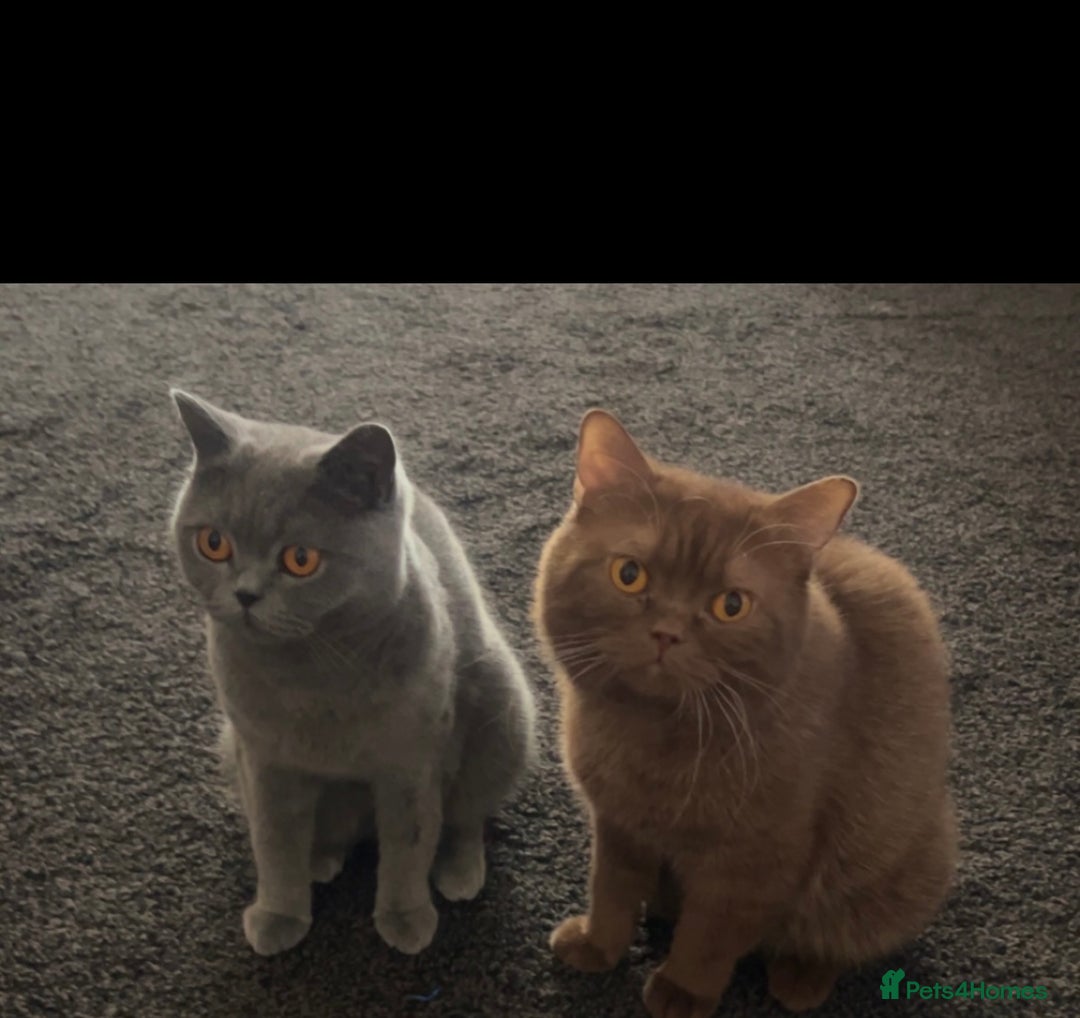 British Shorthair cats for sale: British shorthair kittens  - Image 10