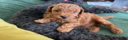 Poochon dogs for sale: Red Toy Poodle with an 1/8 Bichon in Liversedge - Advert 1