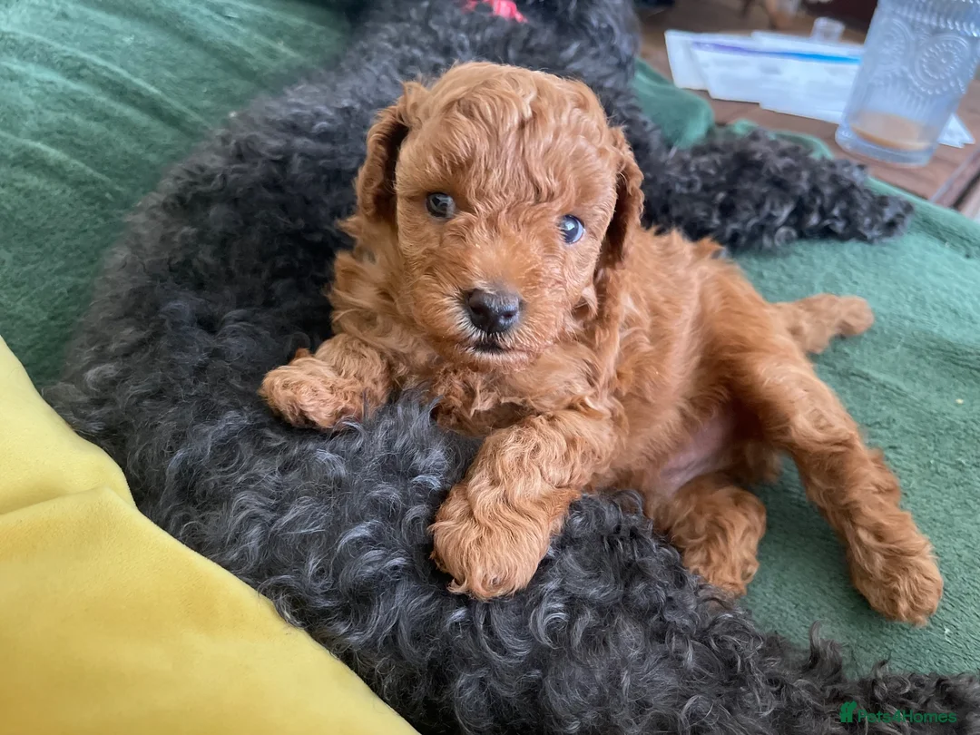 Poochon dogs for sale: Red Toy Poodle with an 1/8 Bichon in Liversedge - Advert 1