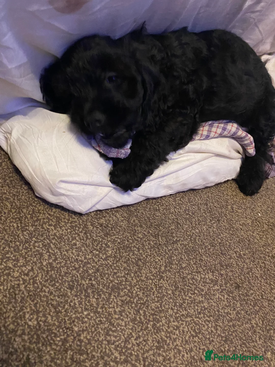 Cavapoo dogs for sale: Beautiful cavapoo puppy - Advert 8