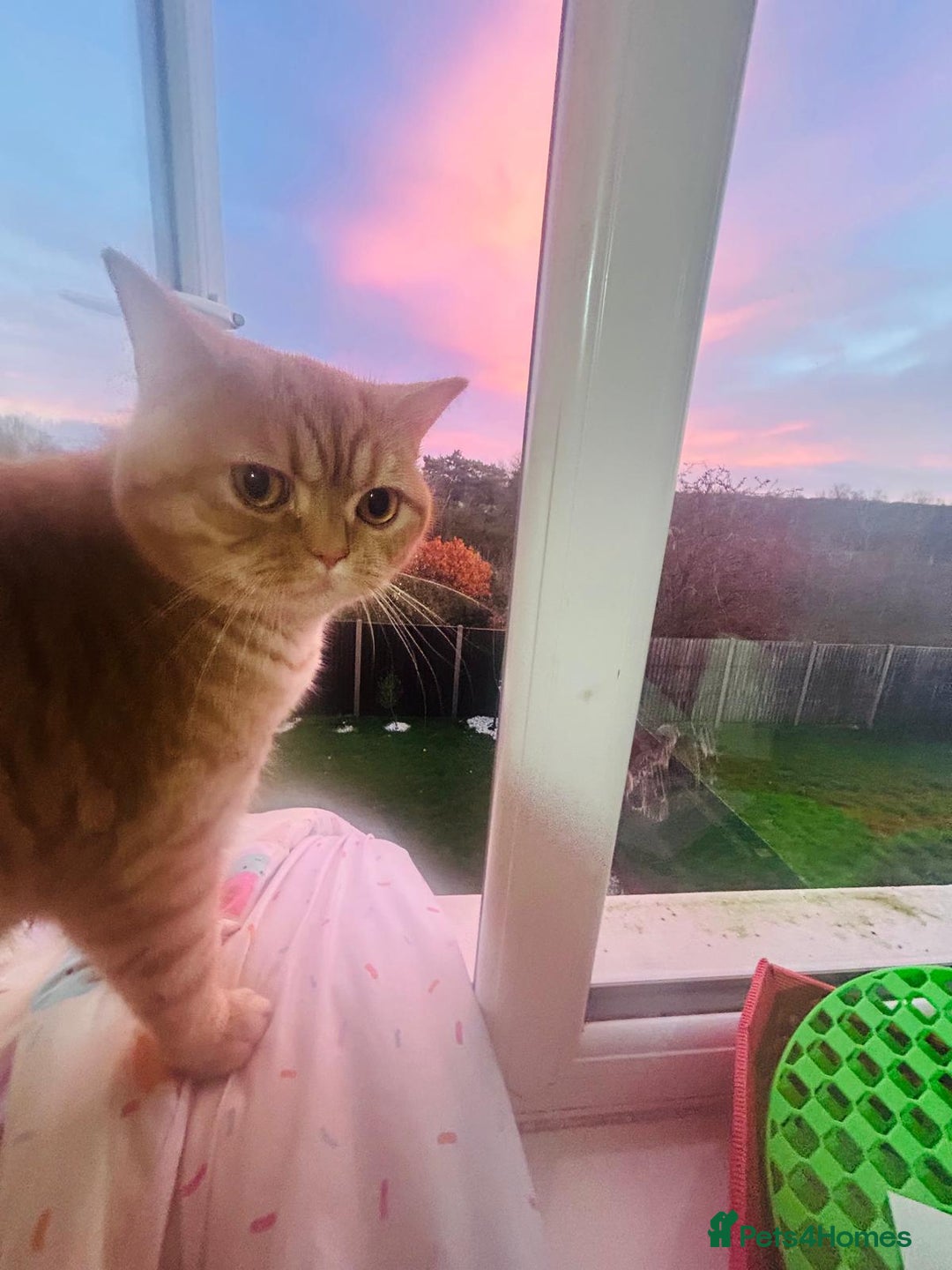 British Shorthair cats for stud: Stud: 16 m Male British Shorthair x Scottish Fold - Advert 3