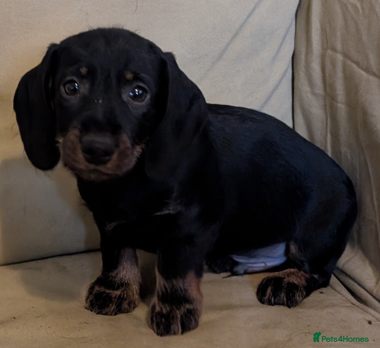 Dachshund dogs Wirehaired Mini Dachshund Pups - Advert 5
