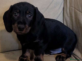 Dachshund dogs Wirehaired Mini Dachshund Pups - Advert 15