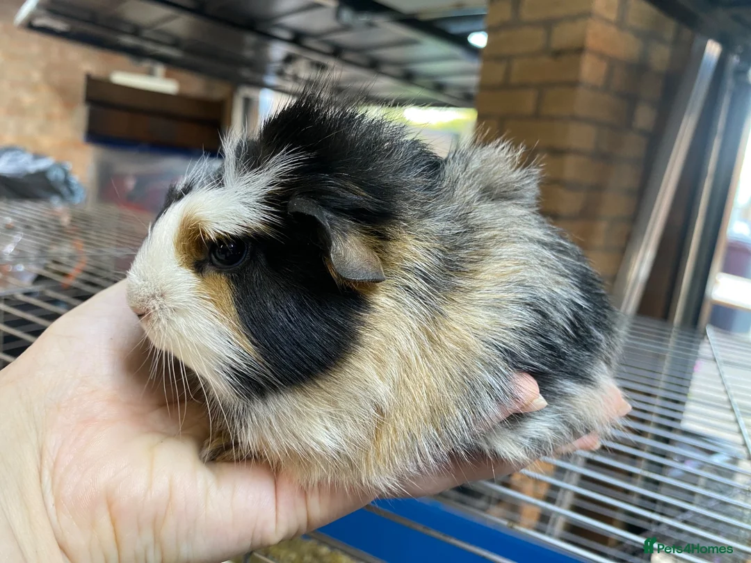 Guinea Pig rodents for sale: Beautiful Male guniea pig available now - Advert 4