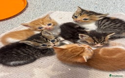 Persian cats for sale:  6 Persian kittens  - Image 9