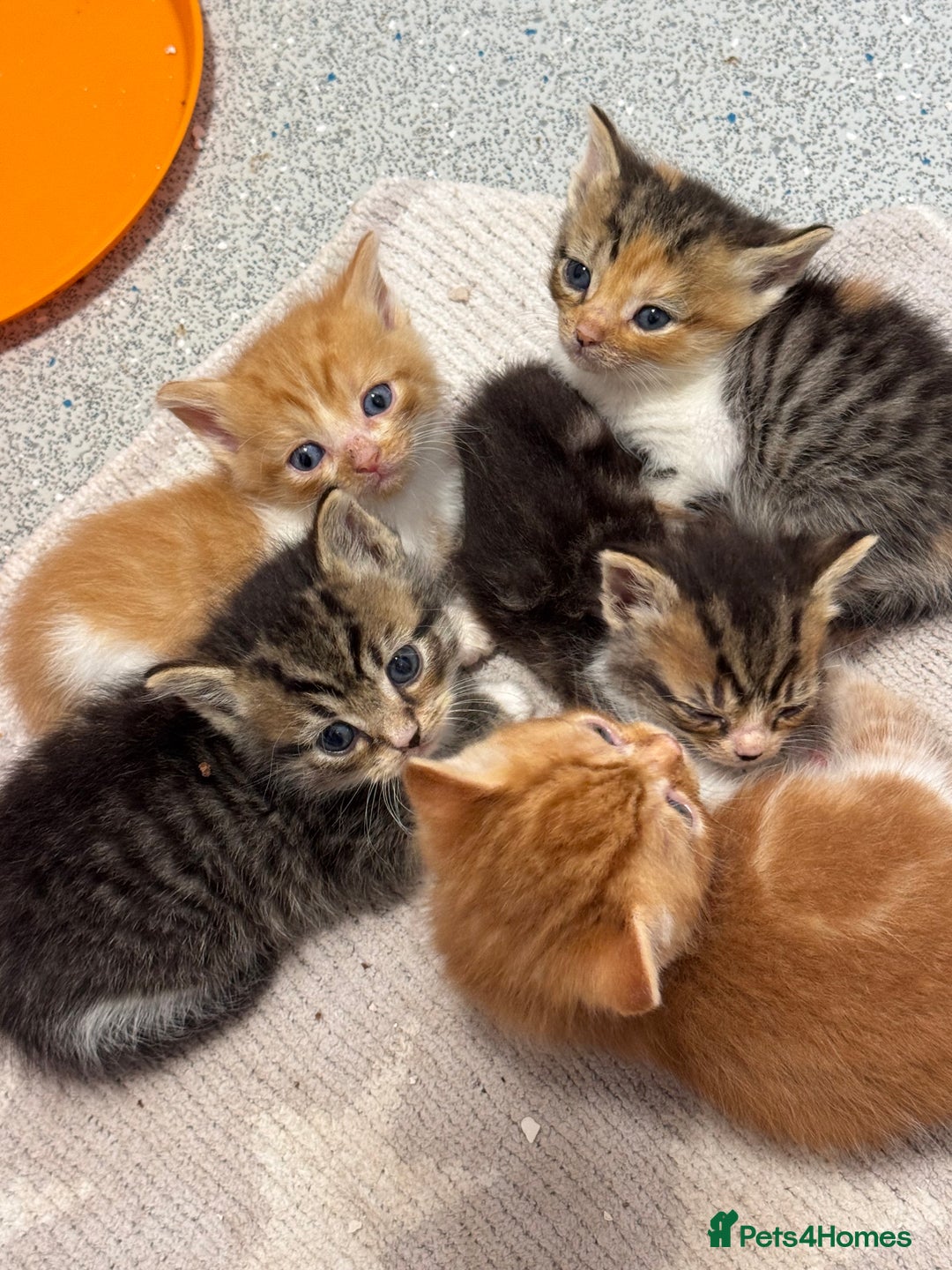 Persian cats for sale:  6 Persian kittens  - Image 9