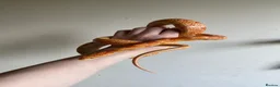 Corn Snake reptiles for sale: 2 corn snakes, proven breeders. Male and female in Coventry - Advert 4