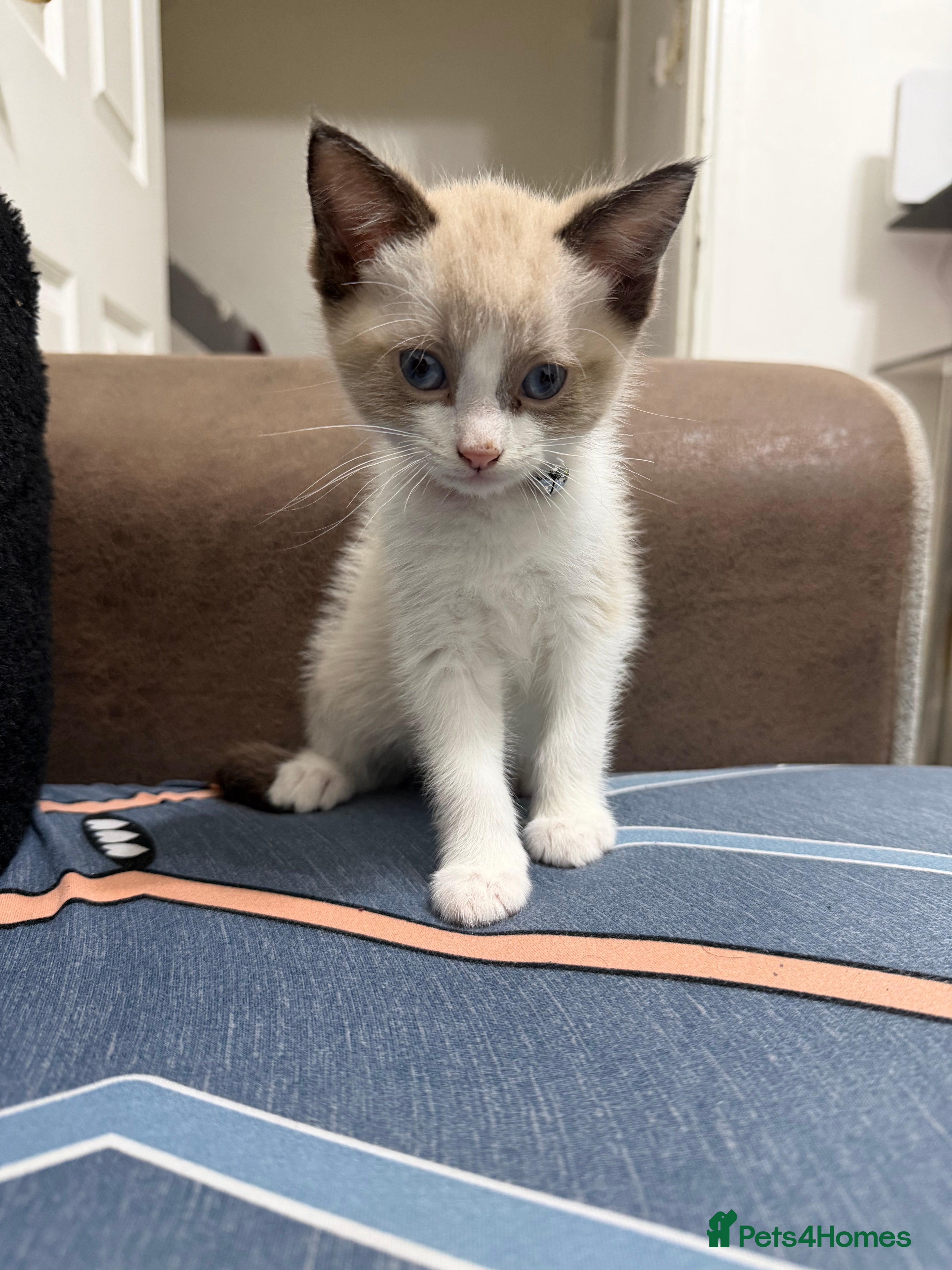 Burmese cats BURMESE BICOLOUR BOY *AVAILABLE* - Advert 5