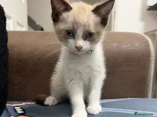 Burmese cats BURMESE BICOLOUR BOY *AVAILABLE* - Advert 7