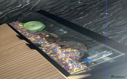 Mouse rodents for sale: Bonded mice - Image 1