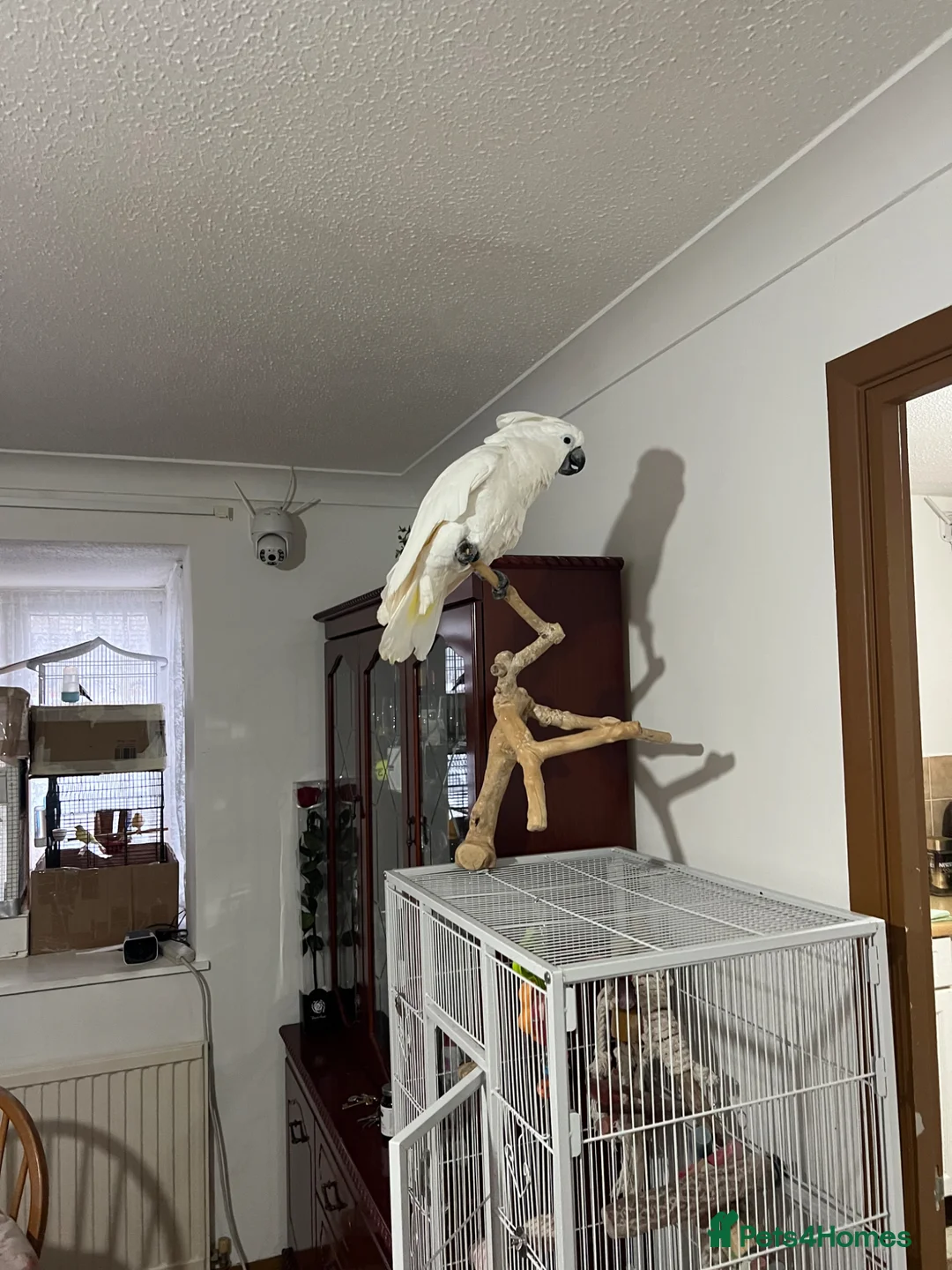 Cockatoo birds for sale: Name - Baby - Advert 2