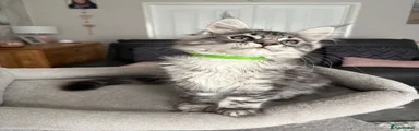 Maine Coon Kitten 7