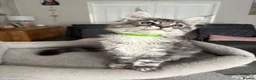Maine Coon cats for sale: Beautiful TICA registered Maine Coon Kittens,  - Advert 3