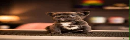French Bulldog dogs for sale: fluffy Frenchbulldog - Advert 5