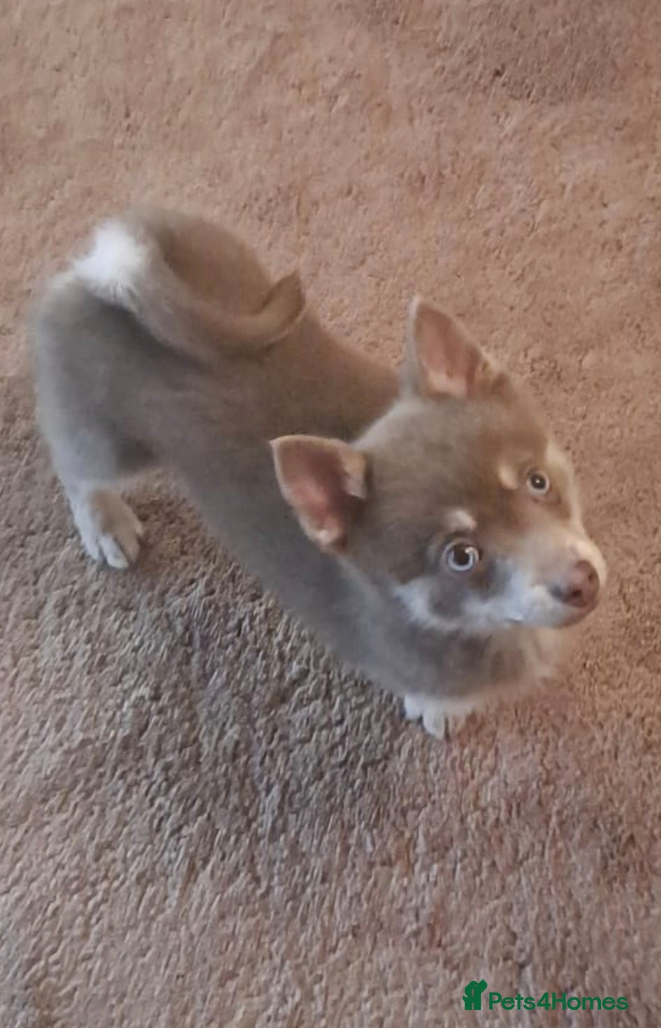 Pomsky dogs 🩵1 Striking  blue & cream boy, F4 Pomsky - Advert 4