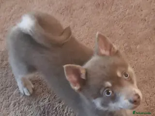 Pomsky dogs 🩵1 Striking blue & cream boy, F4 Pomsky - Advert 4